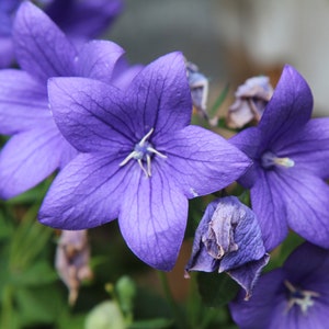 Balloon Flower -- Heirloom Variety -- Free Shipping U.S. Residents! (15 Seeds) -- Beautiful Blue Blooms!  (15 Seeds) latycodon grandiflorus