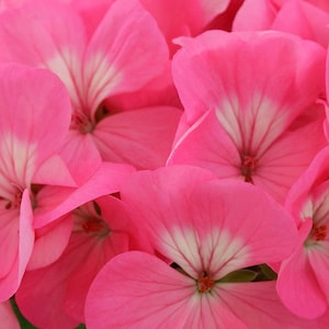 Geranium SEEDS "Rose Pink" -- Fast Free US Shipping (10 Seeds) pelargonium Potted Patio Flowering Plants
