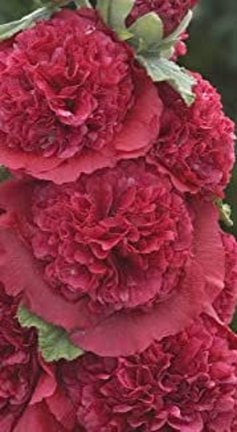 Hollyhock Charming Powderpuff Double Color Megamix SEEDS Etsy UK