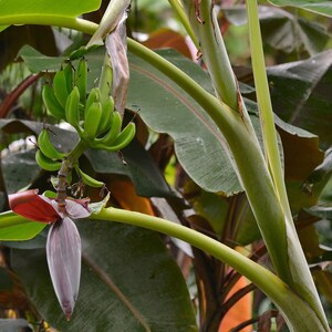 May include: A close-up of a banana plant with a bunch of green bananas growing on a stalk. The plant has large green leaves and a red and purple flower bud.