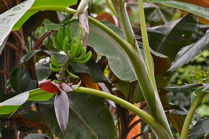 May include: A close-up of a banana plant with a bunch of green bananas growing on a stalk. The plant has large green leaves and a red and purple flower bud.