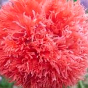 Poppy &quot;Raspberry Lemonade&quot; SEEDS -- Brilliant Rosey Pink/Salmon/Raspberry Blooms - Cottage Garden Flower Seeds - Fast Free Shipping 30 Seeds