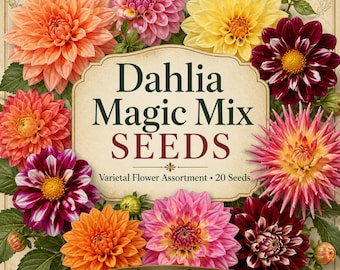 Dahlia Magic Mix Seeds – Varietal Flower Assortment (20 Seeds)