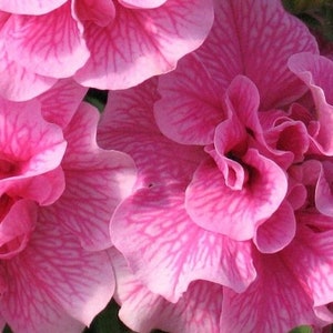Gorgeous Petunia Double Cascade Hybrid Seeds -- Lovely Cottage Garden Style  -- PINK! -- 15 SEEDS -- Fast Free Shipping US Residents