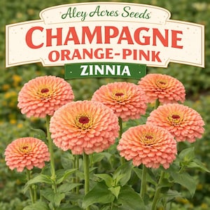 Champagne Orange-Pink Zinnia ****SEEDS****: Giant Dahlia-Style Blooms (30 Seeds)
