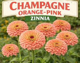 Zinnia color champán, naranja y rosa ****SEMILLAS****: Flores gigantes estilo dalia (30 semillas)