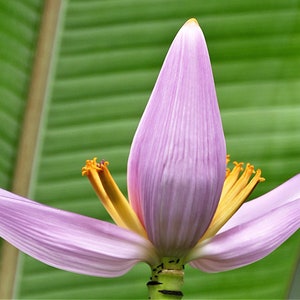 Semillas de plantas de plátano enano ROSA - Maceta de patio SEMILLAS - Plátano ornamental - Planta de interior Planta de interior tropical - Musa Veluntina (5 semillas)
