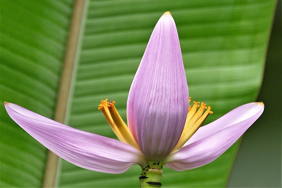 Dwarf PINK Bananas Plant Seeds -- Patio Potted SEEDS -- Ornamental Banana -- House Plant Houseplant Tropical -- Musa Veluntina (5 seeds)