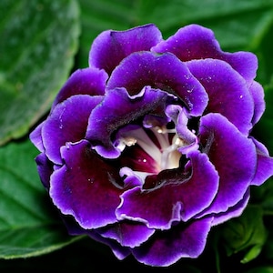 DOUBLE Gloxinia Seeds Color Mix SEEDS -- Free Shipping (15 Seeds) Houseplant Sinningia speciosa - Free Shipping US