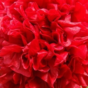 Poppy &quot;Red Velvet&quot; SEEDS -- Brilliant Cardinal Red Double Blooms - Cottage Garden Flower Seeds - Fast Free Shipping 30 Seeds