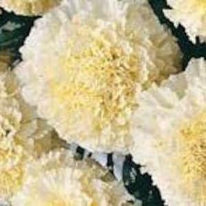 ¡Nuevas semillas de caléndula! -- &quot;Vanilla Buttercream&quot; -- ¡Envío rápido y gratuito para residentes de EE. UU.! (20 semillas) Deliciosas flores blancas color crema.