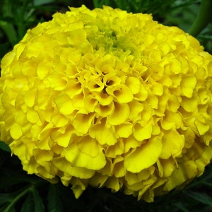 Marigold Giants - Color MegaMix Seeds! -- Giant 4" DOUBLE Blooms -- Yellow/Gold/Orange Mix -- Fast Free Shipping U.S. Residents! (40 Seeds)