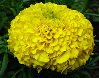 Marigold Giants - Color MegaMix Seeds! -- Giant 4" DOUBLE Blooms -- Yellow/Gold/Orange Mix -- Fast Free Shipping U.S. Residents! (40 Seeds)