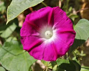 Morning Glory LARGE BLOOMS - Graines -- Couleurs mélangées -- Ipomoea nil -- Fast Free Shipping US Residents (9 Seeds)