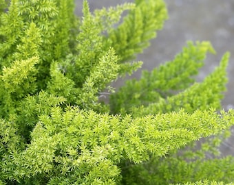 Asparagus Meyeri SEEDS -- Houseplant, Container Gardens, Potted Plants -- Fast Free Shipping (8 Seeds) Foxtail Fern Asparagus Densiflorus