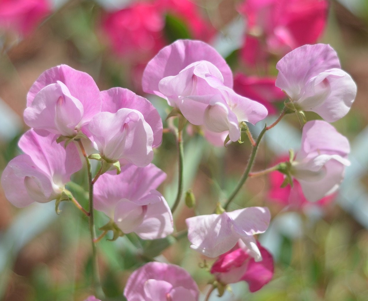 Sweet Pea Color Mix Seeds classic White Pink and Red Etsy
