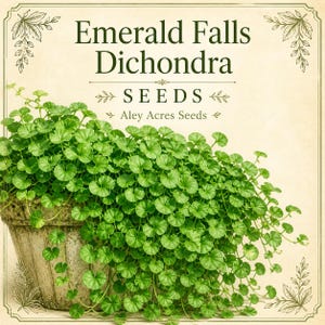 Dichondra plant - Etsy.de