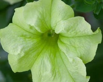 Petunia "Key Lime Pie" Green! Pelleted SEEDS -- Unusual Yet Stunning Luscious Green Blooms -- FREE SHIPPING (8 Seeds)