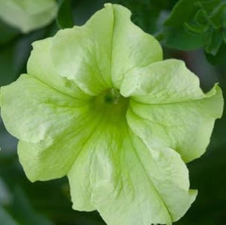 May include: Close-up of a vibrant, chartreuse petunia flower. The petals are ruffled and textured, with a darker green center. The flower is fully open, showcasing its intricate details against a blurred green background.