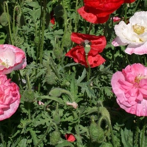 Poppy Mix - SEEDS - Double Flowers - Papaver Rhoeas - Pink Red White FREE SHIPPING - Shirley Poppy