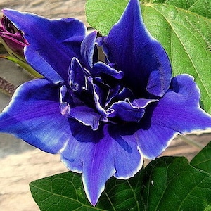 New Dark Blue Morning Glory SEEDS -- Blue Picotee Ipomoea Nil Vining Flowers FREE SHIPPING (7 seeds)