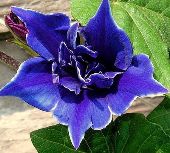 Blue Picotee Morning Glory – Dark Ipomoea Nil, Vining Flowers (7