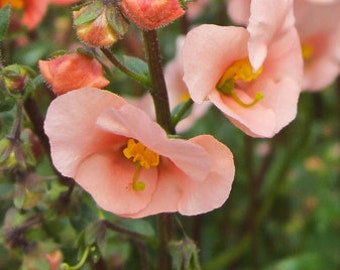 Alonsoa Salmon SEEDS -- Cottage Garden - FREE Shipping US Residents (20 Seeds) Lovely Compact Pink Salmon Spire Flowers