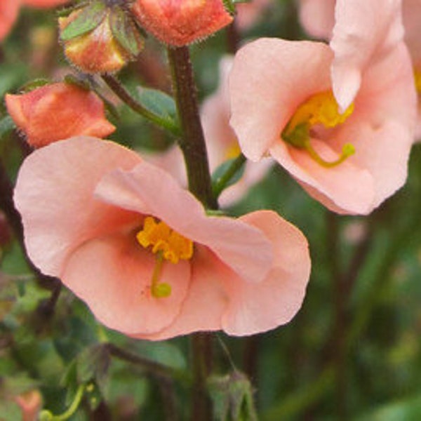 Alonsoa Salmon SEEDS -- Cottage Garden - FREE Shipping US Residents (20 Seeds) Lovely Compact Pink Salmon Spire Flowers