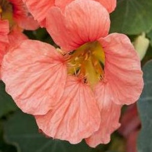 Stunning Nasturtium SEEDS "Coral Pink" -- Fast Free US Shipping (15 Seeds) -- Salmon Pink Colored Designer Blooms Tropaoleum