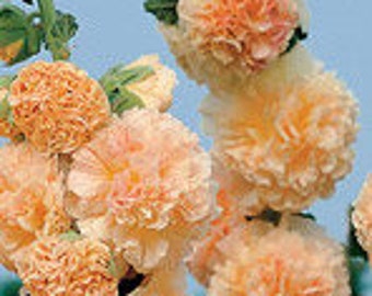 Hollyhock -- Peach Champagne, Light Pink Salmon Double Flowers Hollyhock SEEDS -- rosea -- Cottage Garden Blooms -- Fast Free Shipping