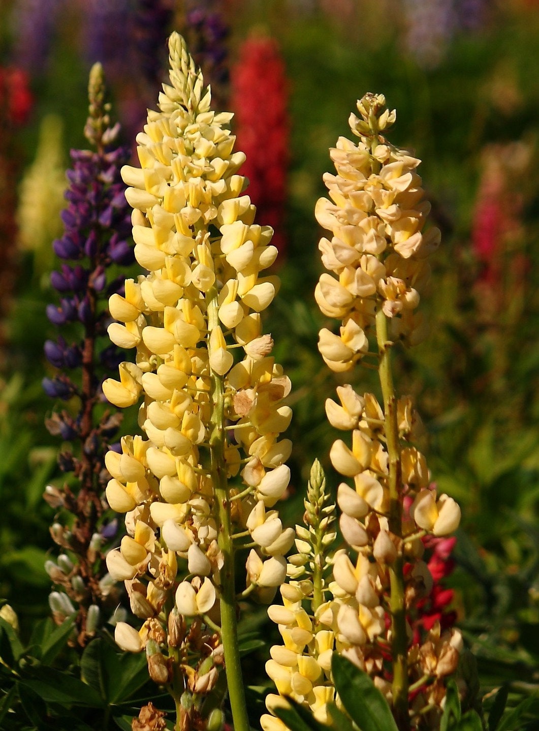 Graines De Lupin Nain Russel - 250 Graines Reproductibles Bio Pour Jardin Fleuri | Semences Paysannes Non Hybrides - 2