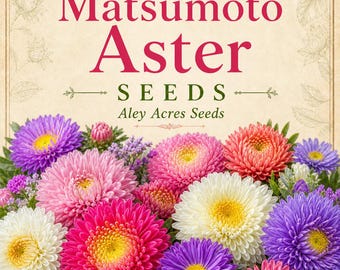 Semillas de áster Matsumoto – Flores de color rosa empolvado "Resplandor Interior" (20 semillas)
