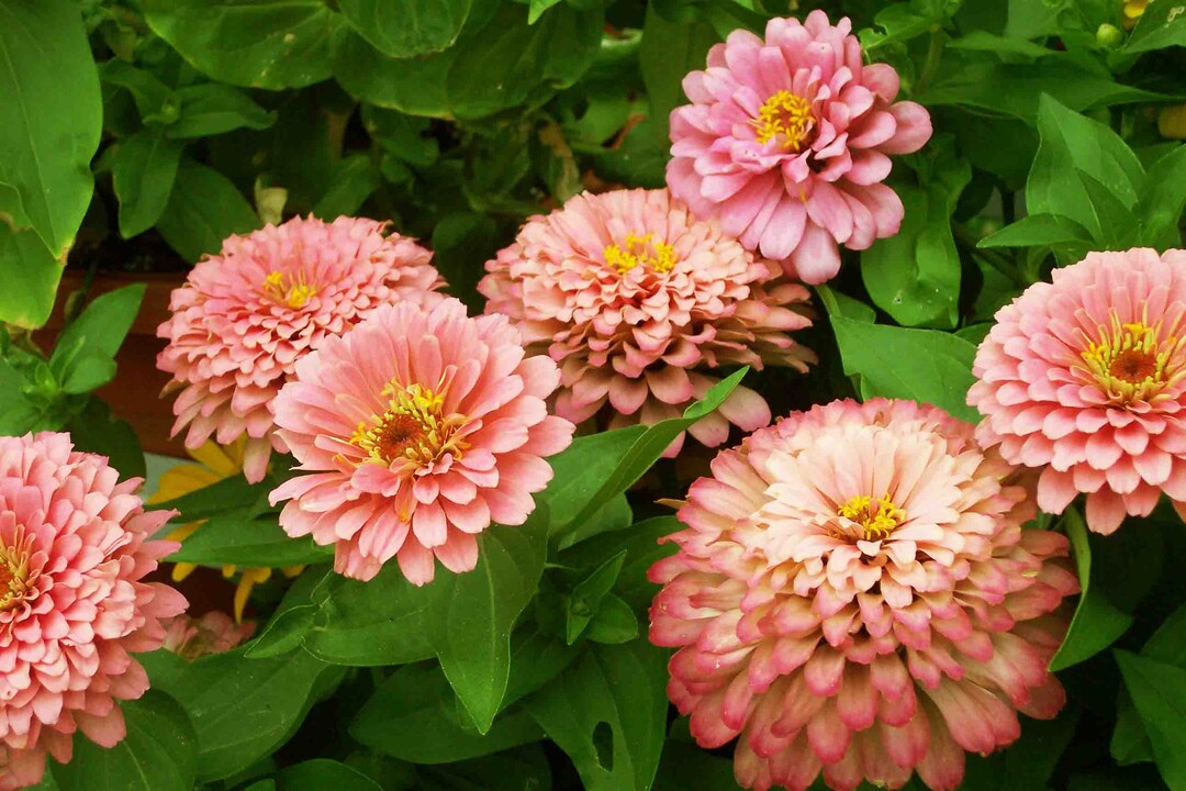 Stunning pink Lemonade Zinnia Seeds Free Shipping U.S. Residents 30 Seeds Coral Pink Salmon