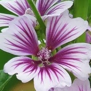 New Stricking Pattern &quot;Hollyhock&quot; Zebrina or French Hollyhock -- Fast Free Shipping -- 7 Seeds -- Zebra Mallow - Malva sylvestris ‘Zebrina’