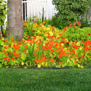 Nasturtium SEEDS &quot;Fiery Embers&quot; -- Fast Free US Shipping (10 Seeds) Empress of India Variety -- Vibrant Red Blooms