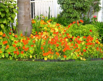 Nasturtium SEEDS "Fiery Embers" -- Fast Free US Shipping (10 Seeds) Empress of India Variety -- Vibrant Red Blooms