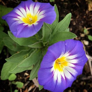 Convolvulus Blue Enchantment SEEDS 10 Seeds Similar to a Dwarf Morning Glory Flower Convolvulus tricolor image 2