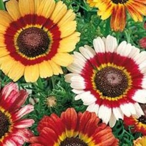 Chrysantheme Farbe MegaMix -- Bunte Bunte Blüten -- Bemalter Daisy -- Schneller Kostenloser Versand U.S.  -- (40 Samen) C. carinatum