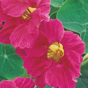 Stunning Nasturtium SEEDS &quot;Electric Rose&quot; -- Fast Free US Shipping (15 Seeds) -- Vibrant Deep Dark Rose Pink Blooms