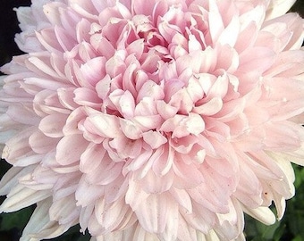 Aster Seeds "Blush Pink" -- Double Chrysanthemum Style Blooms -- Aster Duchess -- Fast Free Shipping U.S.  -- (50 Seeds)