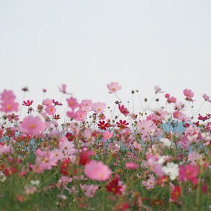 Lovely COSMOS Seeds in PINK, Reddish Pink, Red & White -- Sea Shells -- Seashells -- Cosmos bipinnatus -- FREE Shipping (14 Seeds)