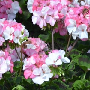 White and Pink Color Mix Geranium SEEDS -- FREE Shipping (5 Seeds)