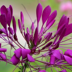 Charming Cleome Flower Color Mix Seeds -- Spider Flower SEEDS - Fast Free Shipping -- Pellet Seeds