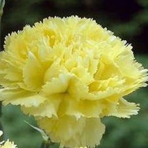 Nasiona goździka Sweet Butter - Dianthus Caryophyllus -- Szybka i darmowa wysyłka -- (50 nasion) Załóż kwiaciarnię we własnym ogrodzie! :-)