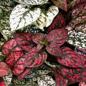 May include: Close-up of a houseplant with green, white, and red leaves. The leaves have a speckled pattern.