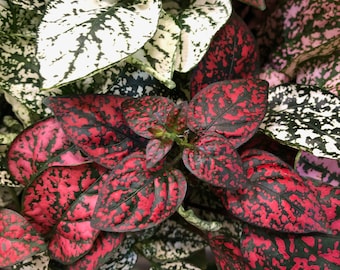 New Polka Dot Plant MIX -- SEEDS -- Hypoestes gipoestes phyllostachya -- (10 Seeds)