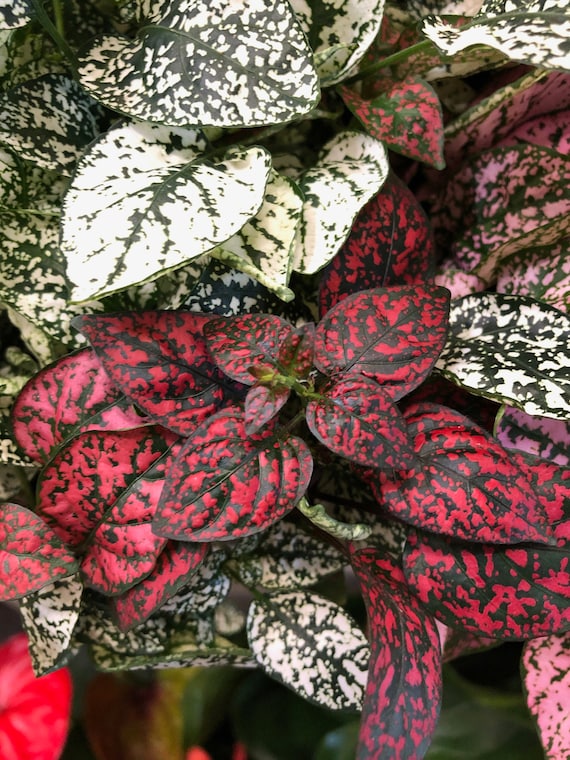 New Polka Dot Plant MIX -- SEEDS -- Hypoestes gipoestes phyllostachya -- (10 Seeds)