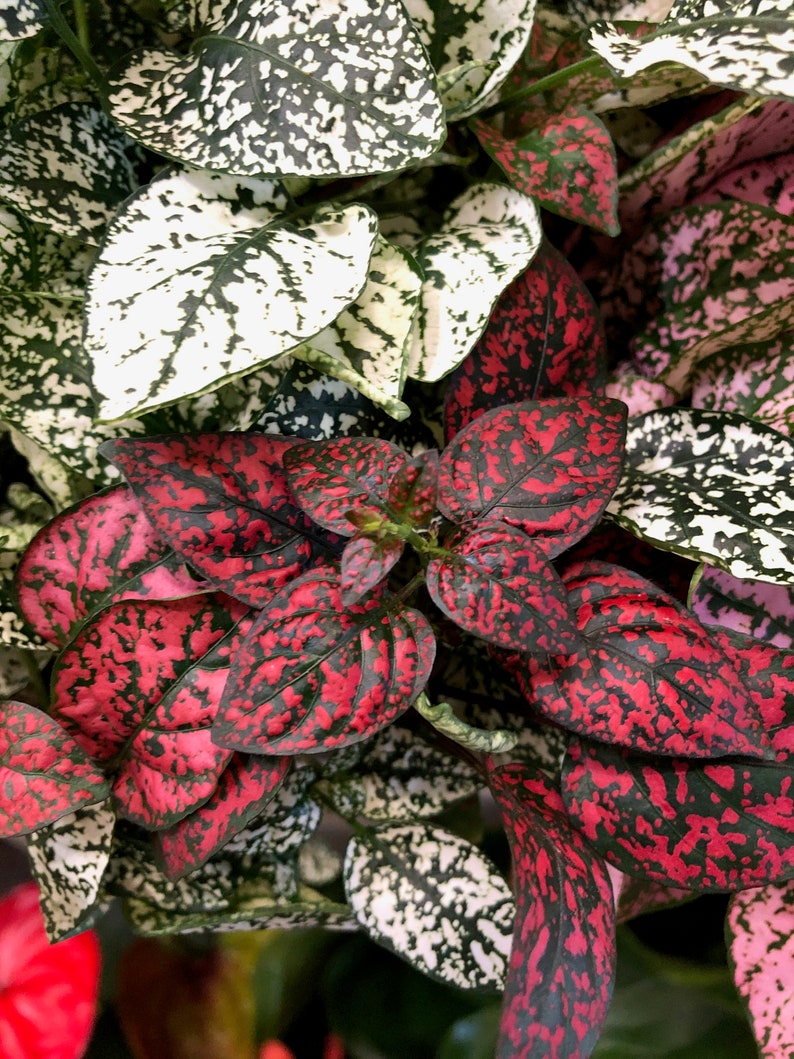 May include: Close-up of a houseplant with green, white, and red leaves. The leaves have a speckled pattern.