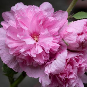 Hollyhock SEEDS - Mystery Designer MegaMix -- rosea  -- Fast Free Shipping (14 Seeds)