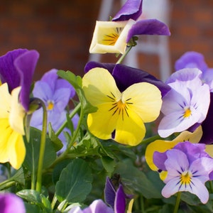 Pansy Color MegaMix (50 zaden) - Snelle gratis verzending VS - Vintage Garden Classic